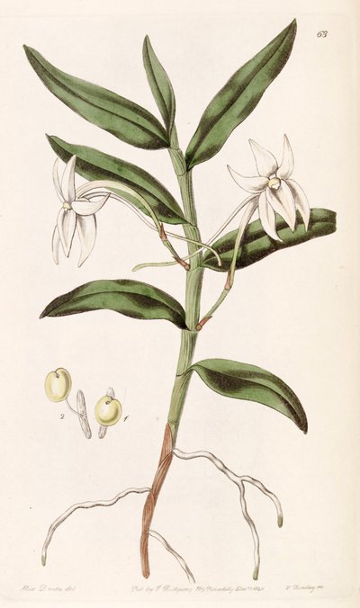 Angraecum mauritianum da Miss Drake